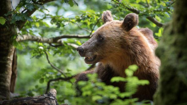 Free brown bear around trees hd animals wallpaper download