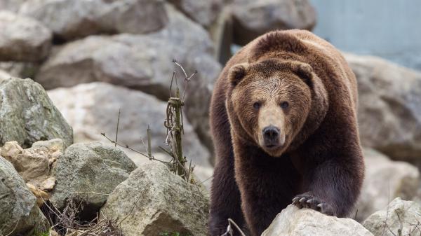 Free brown bear between rock stones hd animals wallpaper download