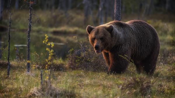 Free brown bear hd animals wallpaper download