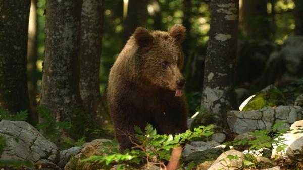 Free brown bear in forest during daytime 4k hd animals wallpaper download