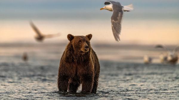 Free brown bear is standing on body of water in birds flying background 4k hd bear wallpaper download