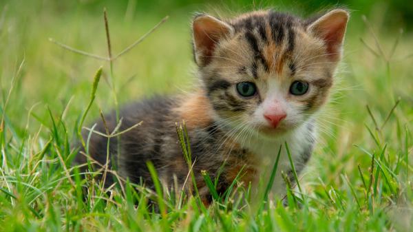 Free brown black kitten is standing on green grass in blur green background hd kitten wallpaper download