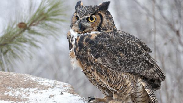 Free brown black owl on snow covered rock hd owl wallpaper download