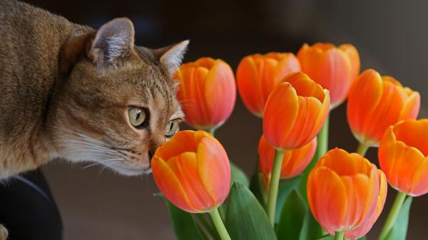 Free brown cat and tulips hd cat wallpaper download