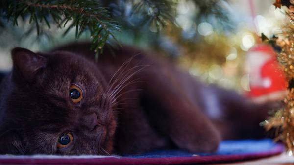 Free brown cat is lying hd animals wallpaper download