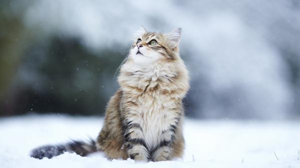 Free brown cat is sitting on snow hd cat wallpaper download