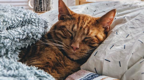 Free brown cat is sleeping on bed hd cat wallpaper download