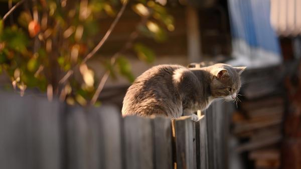 Free brown cat is standing on the wooden barricade hd cat wallpaper download