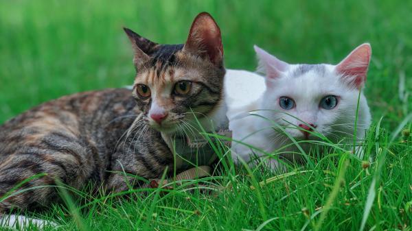 Free brown cat with brown eyes and white cat with blue eyes are sitting on green grass hd cat wallpaper download