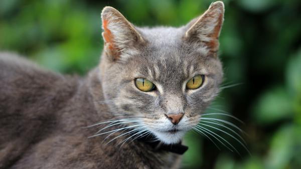 Free brown cat with green eyes 4k hd animals wallpaper download