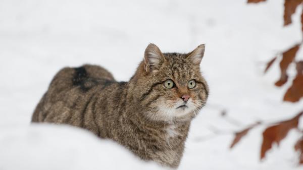 Free brown cat with green eyes around snow hd animals wallpaper download