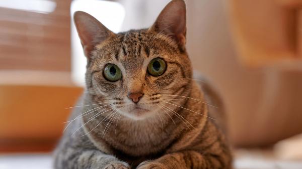 Free brown cat with green eyes is lying down on floor looking straight in blur background 4k 5k hd animals wallpaper download