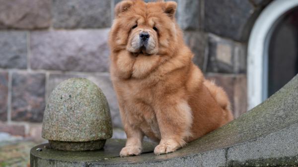 Free brown chow chow dog is sitting on stone in walls background 4k 5k hd dog wallpaper download