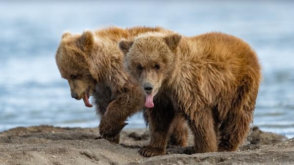 Free brown cub bears 4k hd animals wallpaper download