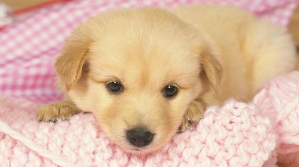 Free brown cute puppy is lying down on light pink wool knitted towel hd animals wallpaper download