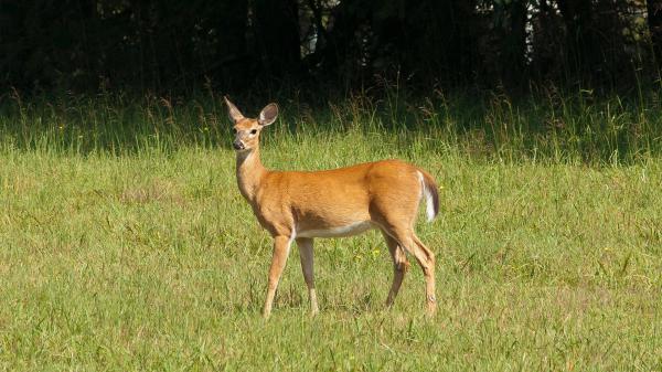 Free brown deer is standing on green grass field hd deer wallpaper download