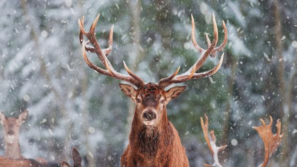 Free brown deer with sharp horn hd animals wallpaper download