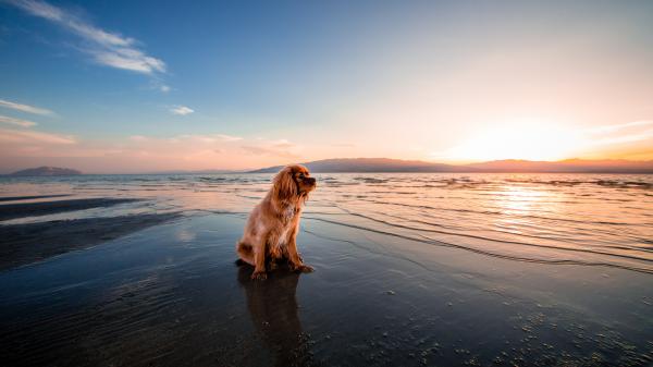 Free brown dog is sitting on ocean waves with sunrays 4k hd dog wallpaper download