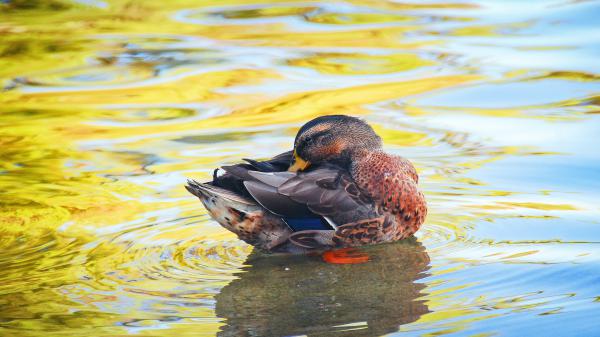 Free brown duck on pond hd birds wallpaper download