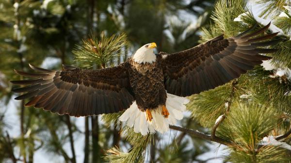 Free brown eagle is flying up from tree hd animals wallpaper download