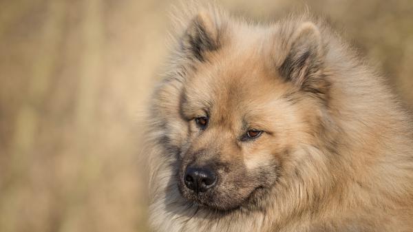 Free brown eurasier dog hd animals wallpaper download