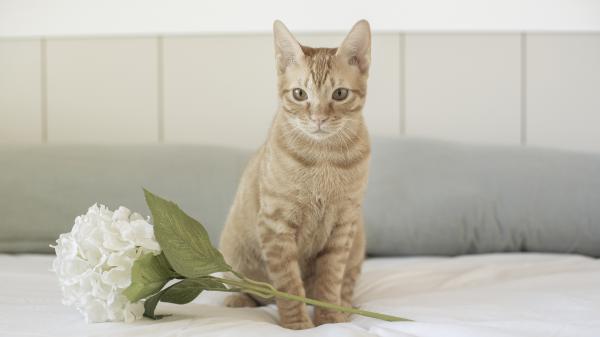 Free brown eyes cat is sitting on white couch near white flower 4k 5k hd cat wallpaper download