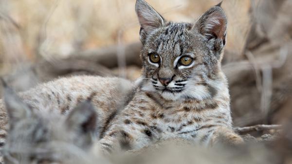 Free brown eyes cat with shallow background hd cat wallpaper download