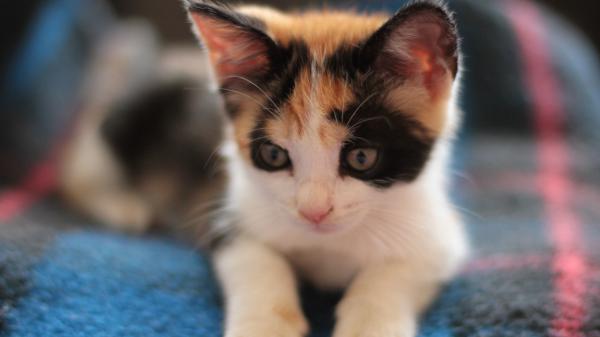 Free brown eyes kitten 4k hd kitten wallpaper download