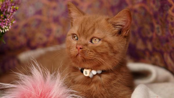 Free brown eyes kitten with pink nose hd kitten wallpaper download