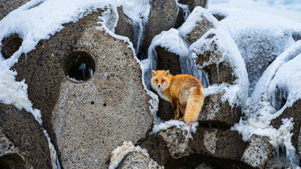 Free brown fox 4k hd animals wallpaper download