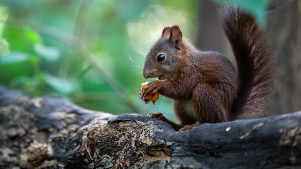 Free brown fox squirrel 4k hd squirrel wallpaper download