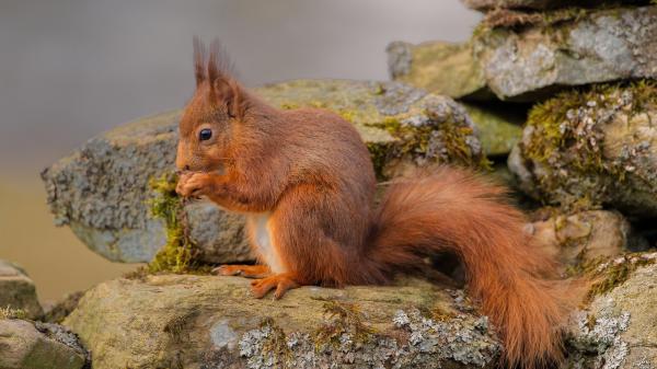 Free brown fox squirrel is sitting on rock stone hd squirrel wallpaper download