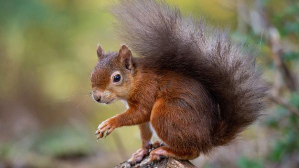 Free brown fox squirrel with black eyes in shallow background hd squirrel wallpaper download