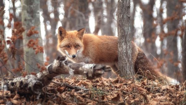 Free brown fox with shallow background of trees hd animals wallpaper download