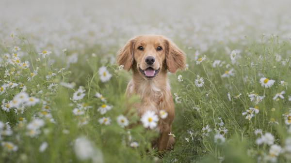 Free brown golden retriever dog around green plants with white flowers 4k 5k hd animals wallpaper download