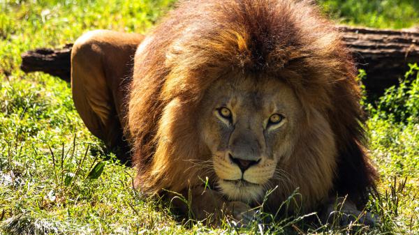 Free brown hair lion with yellow eyes 4k hd animals wallpaper download