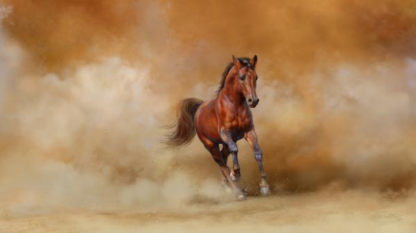 Free brown horse is running with background of flying sand on wind 4k 5k hd animals wallpaper download