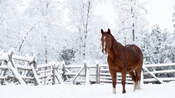 Free brown horse is standing on snow forest during daytime hd animals wallpaper download