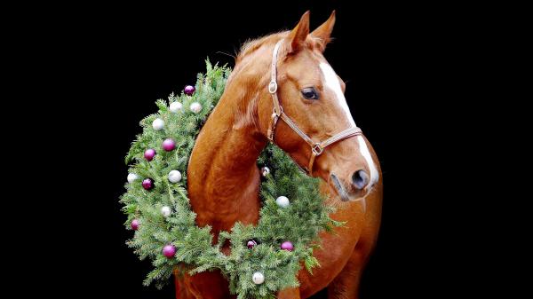 Free brown horse with green plant decoration in black background 4k hd animals wallpaper download