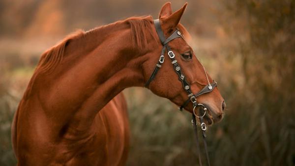 Free brown horse with shallow background 4k hd animals wallpaper download