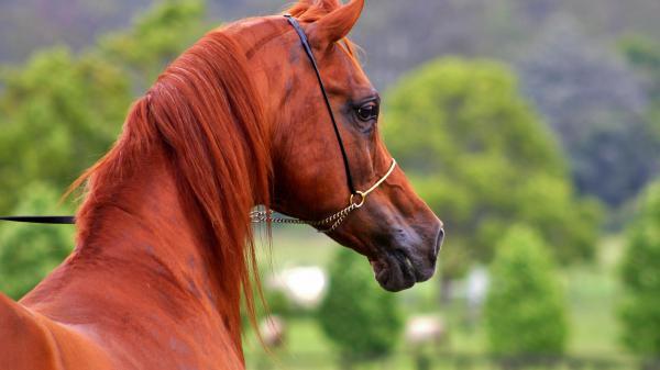 Free brown horse with shallow background of trees hd animals wallpaper download