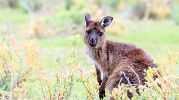 Free brown kangaroo hd animals wallpaper download