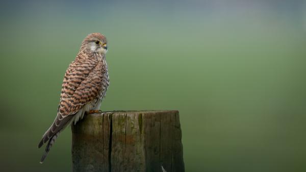 Free brown kestrel bird is standing on wood 4k hd animals wallpaper download