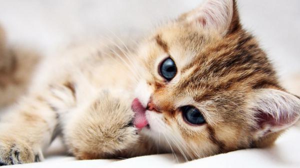 Free brown kitten is touching tongue hd cat kitten wallpaper download