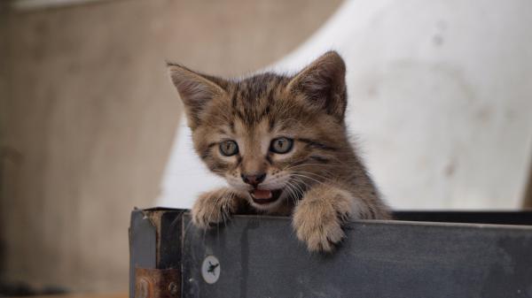 Free brown kitten is trying to come out from door 4k hd animals wallpaper download