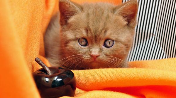 Free brown kitten with brown eyes hd kitten wallpaper download