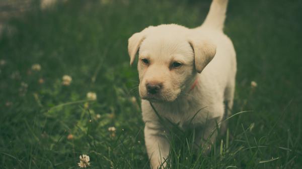 Free brown labrador retriever puppy walking on green grass hd animals wallpaper download