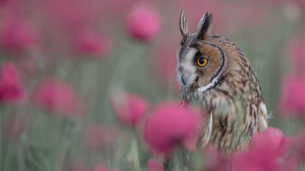 Free brown owl hd animals wallpaper download