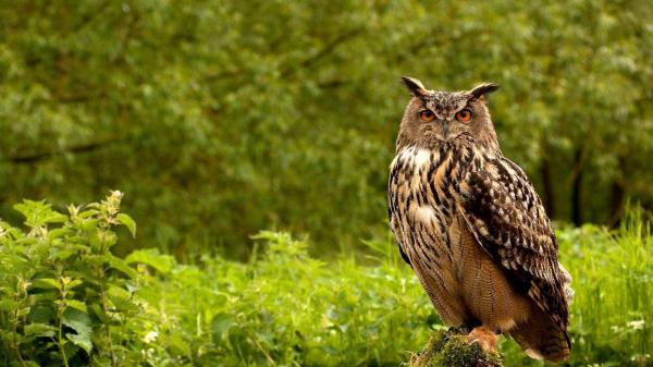 Free brown owl on algae covered tree trunk in green trees background hd owl wallpaper download