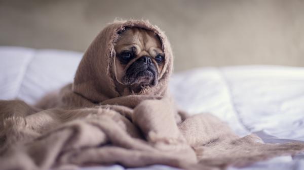 Free brown pug puppy covered with blanket on bedspread in a blur background hd animals wallpaper download